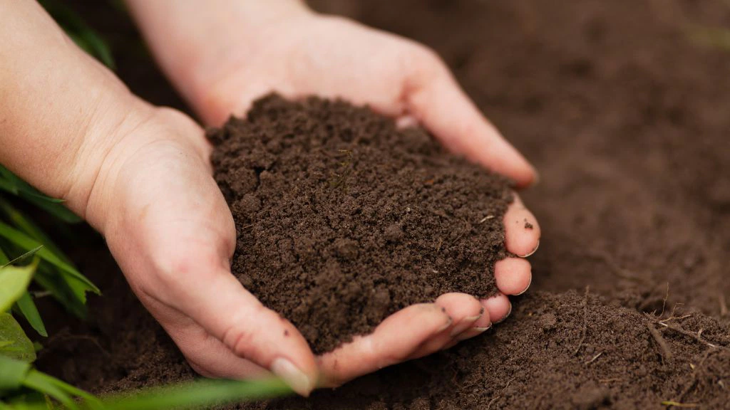 Understanding Your Soil: A Guide on Its Composition